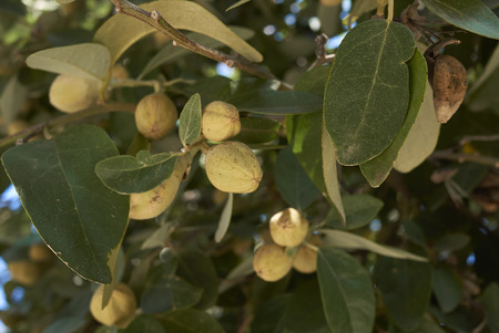 Lagunaria patersonia branch with fruit