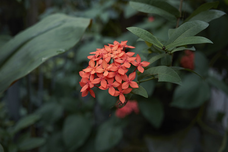 Ixora coccinea red inflorescence