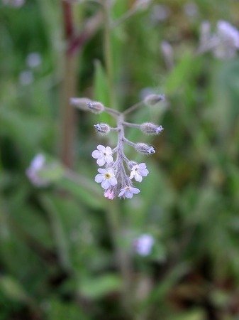 Myosotis arvensis blue little flowersの写真素材