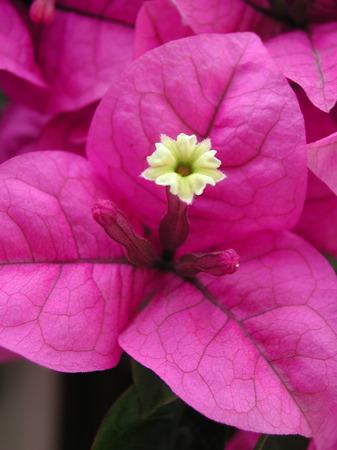 Bougainvillea purple flowersの写真素材