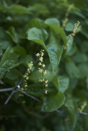 Dioscorea communis in bloomの写真素材