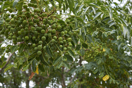 Melia azedarach branch with fruitの写真素材