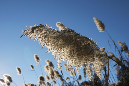 Phragmites australis plant in winterの写真素材