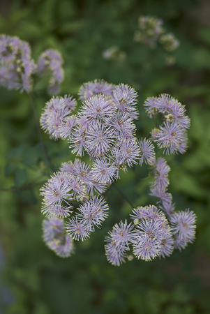 Thalictrum aquilegifolium pink inflorescenceの写真素材