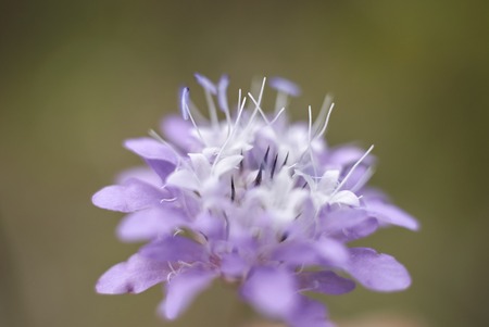 Cephalaria transsylvanica close upの写真素材