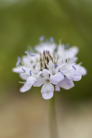 Cephalaria transsylvanica close up&#xD;の写真素材