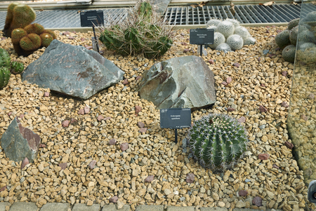 Cactus glasshous at Kew gardens in Londonのeditorial素材