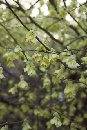 yellow flowers of Corylopsis pauciflora shrubの写真素材