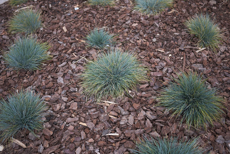 Festuca glauca plants in a flowerbed