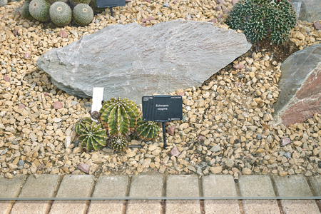 Cactus glasshous at Kew gardens in Londonのeditorial素材