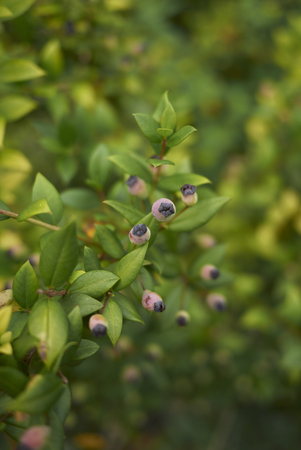 Myrtus communis plantの写真素材