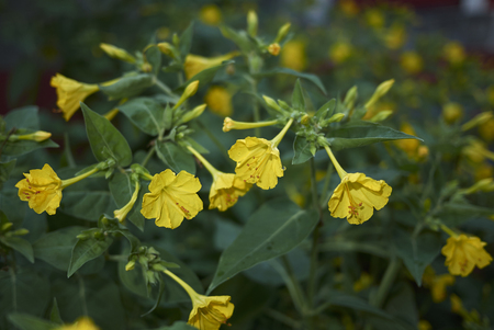 Mirabilis jalapa plantの写真素材