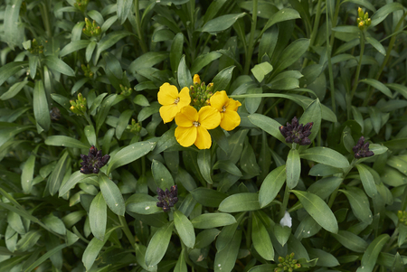 Erysimum cheiri plantの写真素材