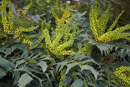 Mahonia x media inflorescenceの写真素材