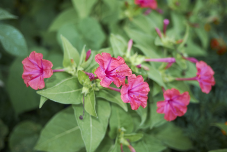 Mirabilis jalapa plantの写真素材