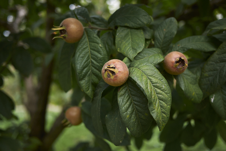 Mespilus germanica plantの写真素材