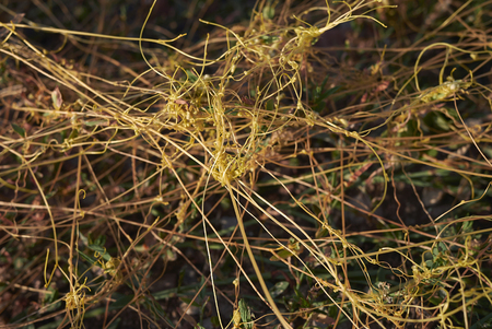 Cuscuta campestris close up