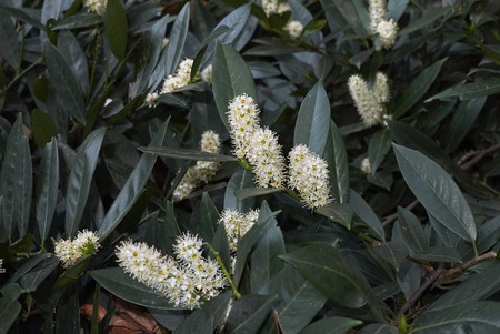 dwarf Prunus laurocerasus, Otto Luykenの写真素材
