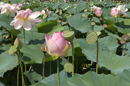 Nelumbo nucifera plantの写真素材