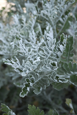 evergreen foliage of Jacobea maritimaの写真素材