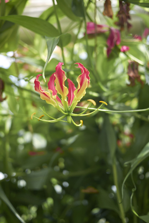 Gloriosa superba beautiful flowersの写真素材