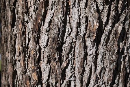 Cedrus deodara bark close upの写真素材