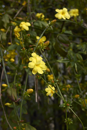 yellow flowers of Jasminum mesnyi climber shrubの写真素材