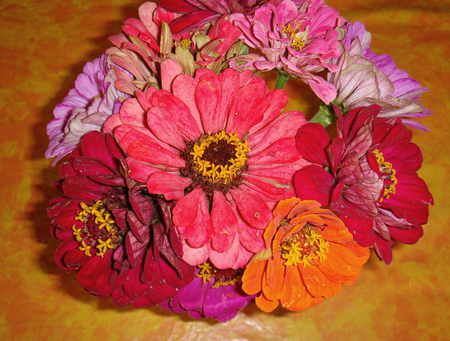 colorful blouquet of Zinnia elegans flowersの写真素材