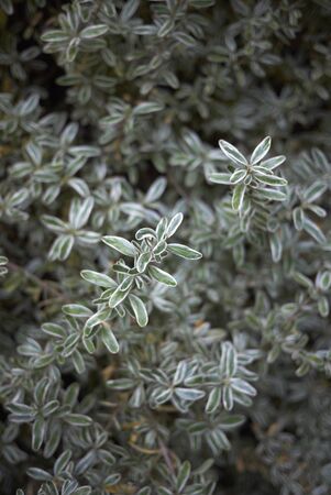 Coprosma kirkii variegata shrub close up