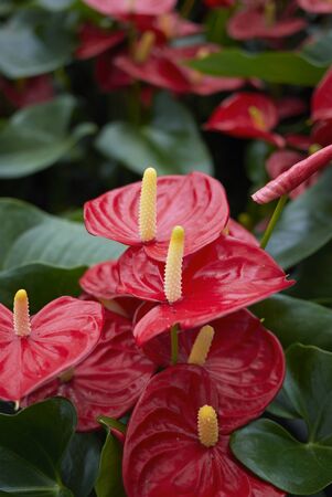 Anthurium red inflorescence