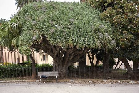 Pandanus  tree in Palermoの写真素材
