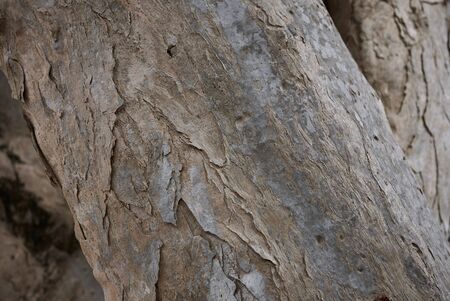 Pandanus  tree in Palermo