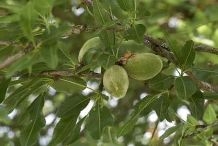 fresh almonds on the tree