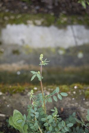 Sanguisorba minor close upの写真素材
