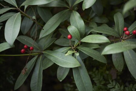 red fruit of Skimmia japonica shrubの写真素材