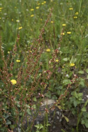 fruit close up of Rumex acetosa plant