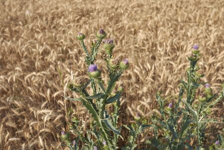 Onopordum acanthium in bloomの写真素材