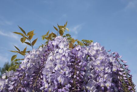 lilac flowers of Wisteria sinensis climber plantの写真素材
