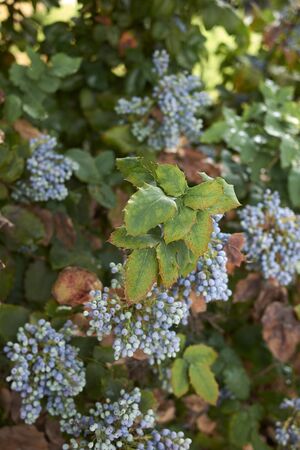 blue berries of Mahonia aquifolium evergreen shrub