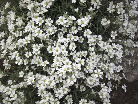 white flowers of Cerastium tomentosum plantsの写真素材