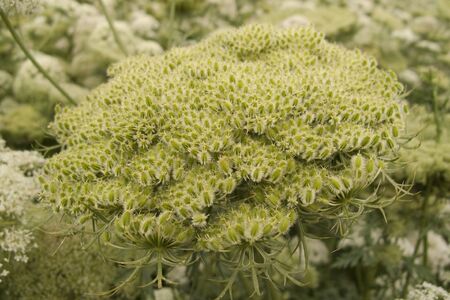 carrots agricultural field in Italyの写真素材