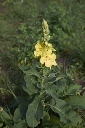 yellow flowers of Verbascum thapsus plant