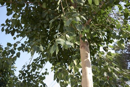 fresh leaves of Ficus religiosa tree
