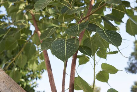 fresh leaves of Ficus religiosa treeの写真素材