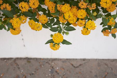 yellow flowers of Lantana camara shrubの写真素材