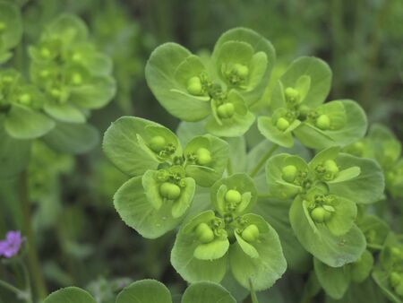 Euphorbia helioscopia close up