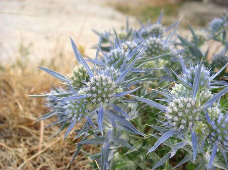 green and blue inflorescence of Eryngium alpinum plantの写真素材