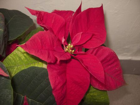 colorful foliage and inflorescence of Euphorbia pulcherrima plantの写真素材