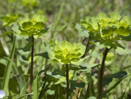Euphorbia helioscopia close up