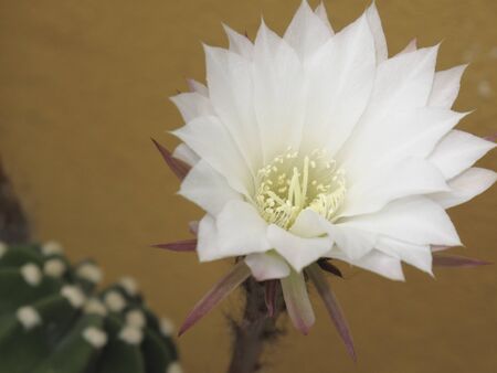 white and pink flower close up of Echinopsis multiplex cactusの写真素材